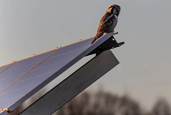 Owl perched on a solar panel